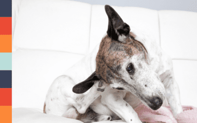 Why Is My Dog Scratching So Much This Spring in Columbia, SC? (7 Common Causes + Fast Relief)