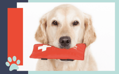 Pet First Aid Basics Every Columbia Pet Parent Should Know