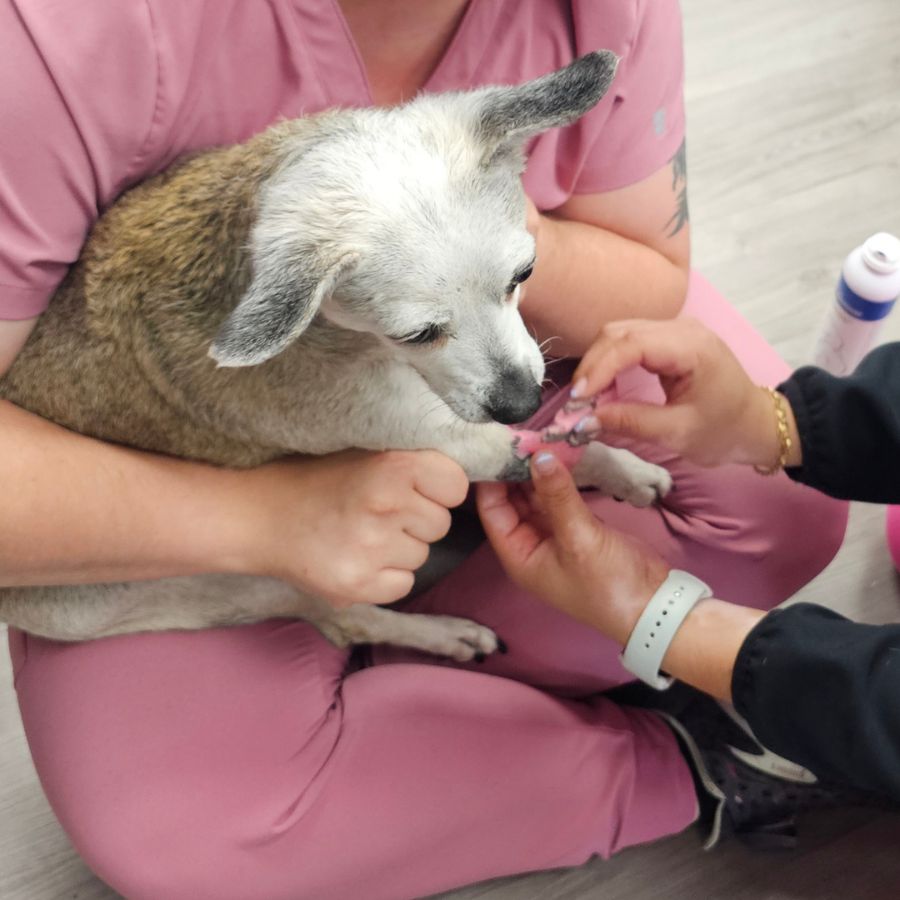 two vet staff treating a dog