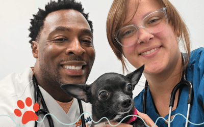 7 Things Your Veterinarian Wishes You’d Mention at Your Pet’s Checkup